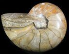 Polished Nautilus Fossil - Madagascar #47391-1